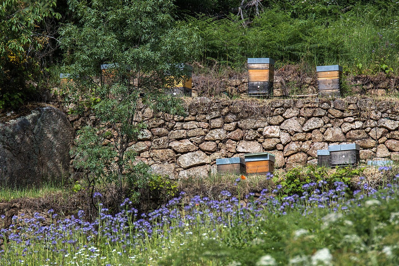 Colmenas de madera sobre un bancal de piedra rodeadas de flores silvestres