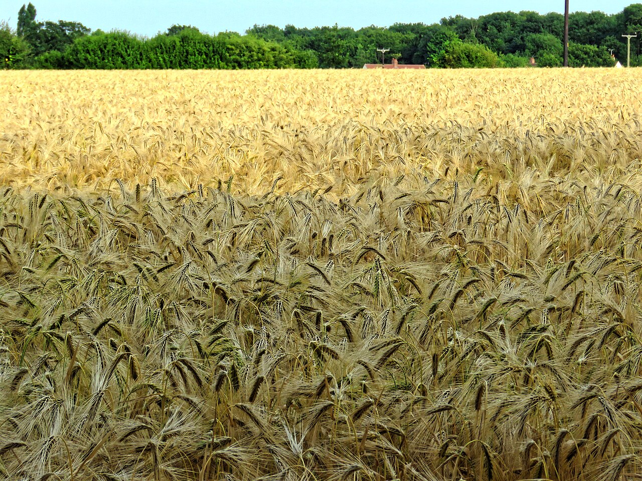 Campo de cereal maduro listo para la cosecha