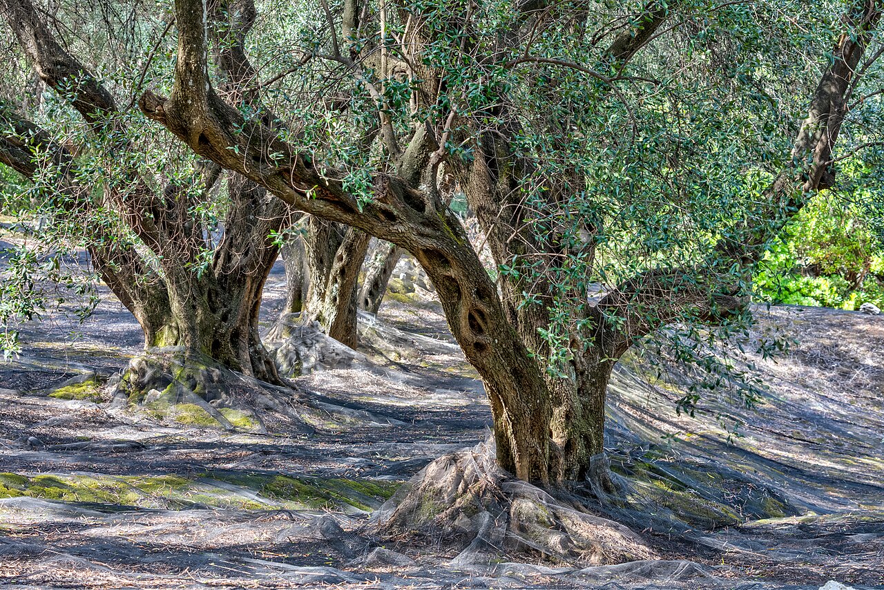 Olivar con redes de recogida bajo los árboles